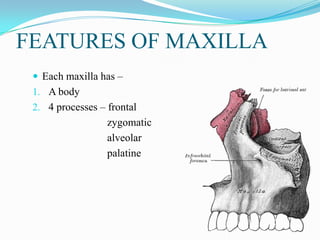 BODY OF MAXILLA
 Shape – pyramidal
 It has –
1. Base – directed medially at nasal surface
2. Apex - directed laterally a...