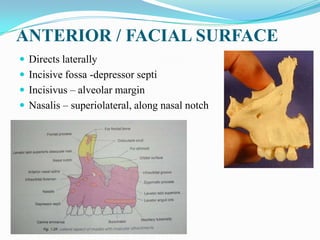  Canine fossa – levator anguli oris
 Infraorbital foramen
 levator labii superioris
 Medially – the nasal notch
- ante...