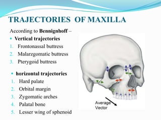  Maxilla is spongy bone & houses paranasal sinuses
- absorbs the energy of blunt trauma
 Articulation with frontal proce...