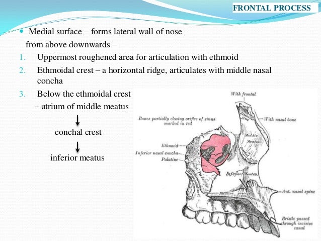 Maxilla anatomy, development & surgical anatomy