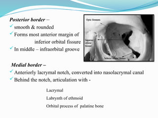 Posterior border –
smooth & rounded
Forms most anterior margin of
inferior orbital fissure
In middle – infraorbital groove
Medial border –
Anteriorly lacrymal notch, converted into nasolacrymal canal
Behind the notch, articulation with -
Lacrymal
Labrynth of ethmoid
Orbital process of palatine bone
 
