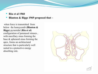  Riu et al 1960
 Blanton & Biggs 1969 proposed that –
when force is transmitted from
below the honeycomb (Blanton &
Biggs) pyramidal (Riu et al)
configuration of paranasal sinuses ,
with maxillary sinus forming the
base & sphenoid sinus forming the
apex, forms an architectural
structure that is particularly well
suited to a protective energy
absorbing role.
 