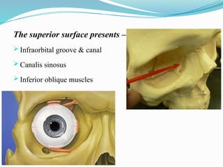 The superior surface presents –
 Infraorbital groove & canal
 Canalis sinosus
 Inferior oblique muscles
 