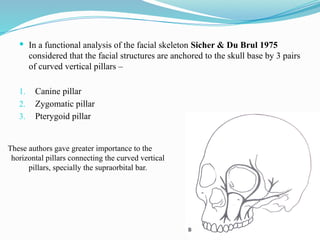  In a functional analysis of the facial skeleton Sicher & Du Brul 1975
considered that the facial structures are anchored to the skull base by 3 pairs
of curved vertical pillars –
1. Canine pillar
2. Zygomatic pillar
3. Pterygoid pillar
These authors gave greater importance to the
horizontal pillars connecting the curved vertical
pillars, specially the supraorbital bar.
 