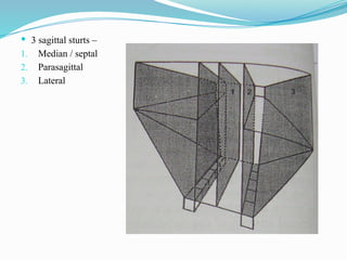  3 sagittal sturts –
1. Median / septal
2. Parasagittal
3. Lateral
 