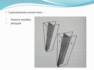  2 paired posterior coronal sturts –
1. Posterior maxillary
2. pterygoid
 