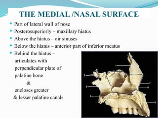 THE MEDIAL /NASAL SURFACE
 Part of lateral wall of nose
 Posterosuperiorly – maxillary hiatus
 Above the hiatus – air sinuses
 Below the hiatus – anterior part of inferior meatus
 Behind the hiatus –
articulates with
perpendicular plate of
palatine bone
&
encloses greater
& lesser palatine canals
 