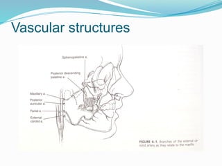 Vascular structures
 