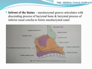 THE MEDIAL /NASAL SURFACE
 Infront of the hiatus – nasolacrymal groove articulates with
descending process of lacrymal bone & lacrymal process of
inferior nasal concha to forms nasolacrymal canal
 