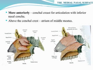 THE MEDIAL /NASAL SURFACE
 More anteriorly – conchal creast for articulation with inferior
nasal concha.
 Above the conchal crest – atrium of middle meatus.
 