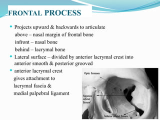 FRONTAL PROCESS
 Projects upward & backwards to articulate
above – nasal margin of frontal bone
infront – nasal bone
behind – lacrymal bone
 Lateral surface – divided by anterior lacrymal crest into
anterior smooth & posterior grooved
 anterior lacrymal crest
gives attachment to
lacrymal fascia &
medial palpebral ligament
 