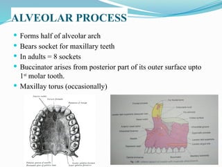  Forms half of alveolar arch
 Bears socket for maxillary teeth
 In adults = 8 sockets
 Buccinator arises from posterior part of its outer surface upto
1st
molar tooth.
 Maxillay torus (occasionally)
ALVEOLAR PROCESS
 