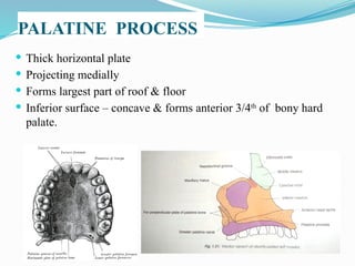 Thick horizontal plate
 Projecting medially
 Forms largest part of roof & floor
 Inferior surface – concave & forms anterior 3/4th
of bony hard
palate.
PALATINE PROCESS
 