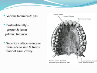  Various foramina & pits
 Posterolaterally –
greater & lesser
palatine foremen
 Superior surface –concave
from side to side & forms
floor of nasal cavity.
 