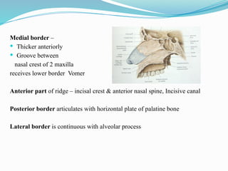 Medial border –
 Thicker anteriorly
 Groove between
nasal crest of 2 maxilla
receives lower border Vomer
Anterior part of ridge – incisal crest & anterior nasal spine, Incisive canal
Posterior border articulates with horizontal plate of palatine bone
Lateral border is continuous with alveolar process
 