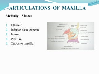 ARTICULATIONS OF MAXILLA
Medially – 5 bones
1. Ethmoid
2. Inferior nasal concha
3. Vomer
4. Palatine
5. Opposite maxilla
 