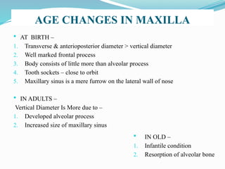 AGE CHANGES IN MAXILLA
 AT BIRTH –
1. Transverse & anterioposterior diameter > vertical diameter
2. Well marked frontal process
3. Body consists of little more than alveolar process
4. Tooth sockets – close to orbit
5. Maxillary sinus is a mere furrow on the lateral wall of nose
 IN ADULTS –
Vertical Diameter Is More due to –
1. Developed alveolar process
2. Increased size of maxillary sinus
 IN OLD –
1. Infantile condition
2. Resorption of alveolar bone
 
