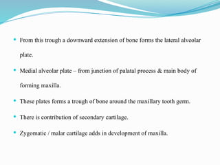  From this trough a downward extension of bone forms the lateral alveolar
plate.
 Medial alveolar plate – from junction of palatal process & main body of
forming maxilla.
 These plates forms a trough of bone around the maxillary tooth germ.
 There is contribution of secondary cartilage.
 Zygomatic / malar cartilage adds in development of maxilla.
 