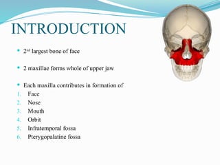 INTRODUCTION
 2nd
largest bone of face
 2 maxillae forms whole of upper jaw
 Each maxilla contributes in formation of
1. Face
2. Nose
3. Mouth
4. Orbit
5. Infratemporal fossa
6. Pterygopalatine fossa
 