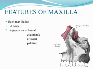 FEATURES OF MAXILLA
 Each maxilla has
1. A body
2. 4 processes – frontal
zygomatic
alveolar
palatine
 