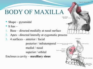 BODY OF MAXILLA
 Shape – pyramidal
 It has –
1. Base – directed medially at nasal surface
2. Apex - directed laterally at zygomatic process
3. 4 surfaces – anterior / facial
posterior / infratemporal
medial / nasal
superior / orbital
Encloses a cavity – maxillary sinus
 