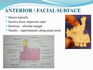 ANTERIOR / FACIAL SURFACE
 Directs laterally
 Incisive fossa -depressor septi
 Incisivus – alveolar margin
 Nasalis – superiolateral, along nasal notch
 