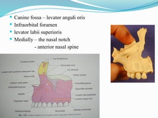  Canine fossa – levator anguli oris
 Infraorbital foramen
 levator labii superioris
 Medially – the nasal notch
- anterior nasal spine
 