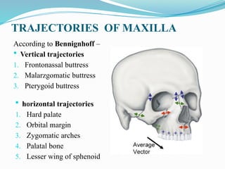TRAJECTORIES OF MAXILLA
According to Bennignhoff –
 Vertical trajectories
1. Frontonassal buttress
2. Malarzgomatic buttress
3. Pterygoid buttress
 horizontal trajectories
1. Hard palate
2. Orbital margin
3. Zygomatic arches
4. Palatal bone
5. Lesser wing of sphenoid
 