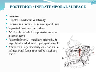 POSTERIOR / INFRATEMPORAL SURFACE
 Concave
 Directed – backward & laterally
 Forms – anterior wall of infratemporal fossa
 Separated from anterior surface
 2-3 alveolar canals for – posterior superior
alveolar nerve
 Posteroinferiorly – maxillary tuberosity &
superficial head of medial pterygoid muscle
 Above maxillary tuberosity -anterior wall of
infratemporal fossa, grooved by maxillary
nerve
 