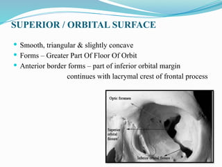 SUPERIOR / ORBITAL SURFACE
 Smooth, triangular & slightly concave
 Forms – Greater Part Of Floor Of Orbit
 Anterior border forms – part of inferior orbital margin
continues with lacrymal crest of frontal process
 