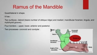 Maxilla and Mandible - its applied aspect - Copy.pptx