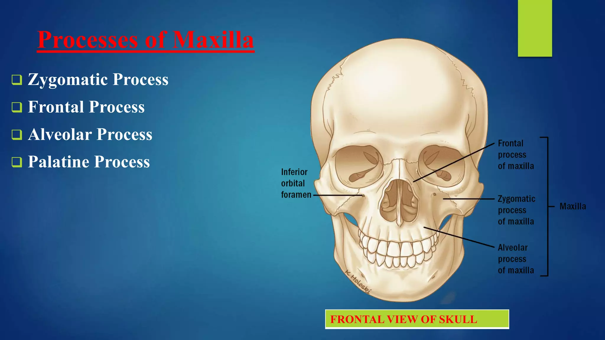 Maxilla basics and applied anatomy DR RAJIV.pptx