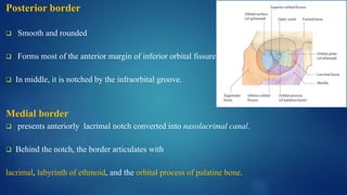 Maxilla basics and applied anatomy DR RAJIV.pptx
