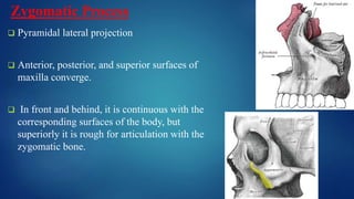Maxilla basics and applied anatomy DR RAJIV.pptx