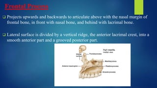 Maxilla basics and applied anatomy DR RAJIV.pptx