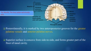 Maxilla basics and applied anatomy DR RAJIV.pptx
