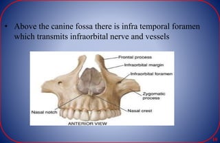 • Above the canine fossa there is infra temporal foramen
which transmits infraorbital nerve and vessels
10
 