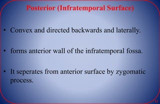 Posterior (Infratemporal Surface)
• Convex and directed backwards and laterally.
• forms anterior wall of the infratemporal fossa.
• It seperates from anterior surface by zygomatic
process.
11
 