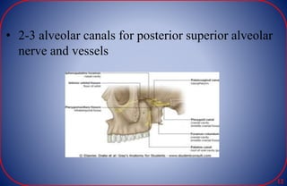 • 2-3 alveolar canals for posterior superior alveolar
nerve and vessels
12
 
