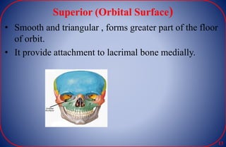 Superior (Orbital Surface)
• Smooth and triangular , forms greater part of the floor
of orbit.
• It provide attachment to lacrimal bone medially.
13
 