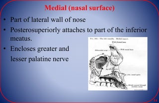 Medial (nasal surface)
• Part of lateral wall of nose
• Posterosuperiorly attaches to part of the inferior
meatus.
• Encloses greater and
lesser palatine nerve
14
 