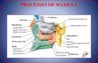 PROCESSES OF MAXILLA
15
 