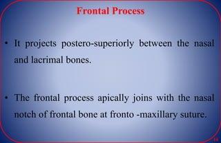 Frontal Process
• It projects postero-superiorly between the nasal
and lacrimal bones.
• The frontal process apically joins with the nasal
notch of frontal bone at fronto -maxillary suture.
16
 