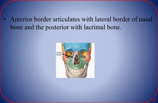 • Anterior border articulates with lateral border of nasal
bone and the posterior with lacrimal bone.
17
 