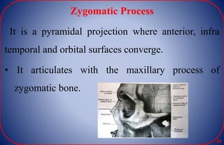 Zygomatic Process
It is a pyramidal projection where anterior, infra
temporal and orbital surfaces converge.
• It articulates with the maxillary process of
zygomatic bone.
18
 