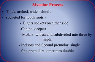 Alveolar Process
• Thick, arched, wide behind .
• socketed for tooth roots -
- Eights sockets on either side
-Canine: deepest
- Molars: widest and subdivided into three by
septa
- Incisors and Second premolar: single
- first premolar: sometimes double
19
 
