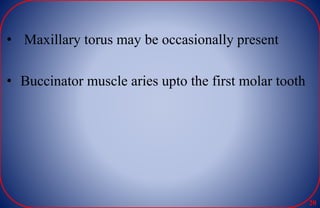 • Maxillary torus may be occasionally present
• Buccinator muscle aries upto the first molar tooth
20
 