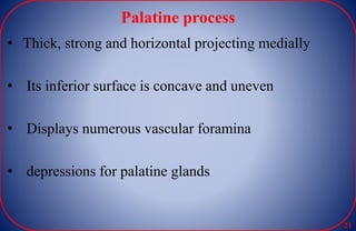 Palatine process
• Thick, strong and horizontal projecting medially
• Its inferior surface is concave and uneven
• Displays numerous vascular foramina
• depressions for palatine glands
21
 
