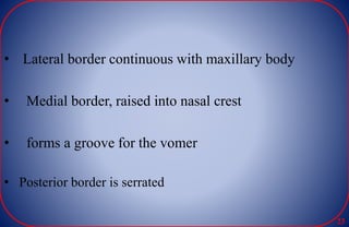 • Lateral border continuous with maxillary body
• Medial border, raised into nasal crest
• forms a groove for the vomer
• Posterior border is serrated
23
 