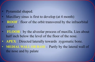 • Pyramidal shaped.
• Maxillary sinus is first to develop (at 4 month)
• ROOF: floor of the orbit transvered by the infraorbital
canal.
• FLOOR: by the alveolar process of maxilla. Lies about
half inch below the level of the floor of the nose.
• APEX : Directed laterally towards zygomatic bone.
• MEDIAL WALL OR BASE : Partly by the lateral wall of
the nose and by palate
26
 